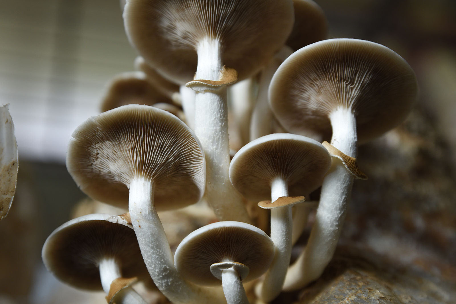 Are All Mushrooms Prebiotic?