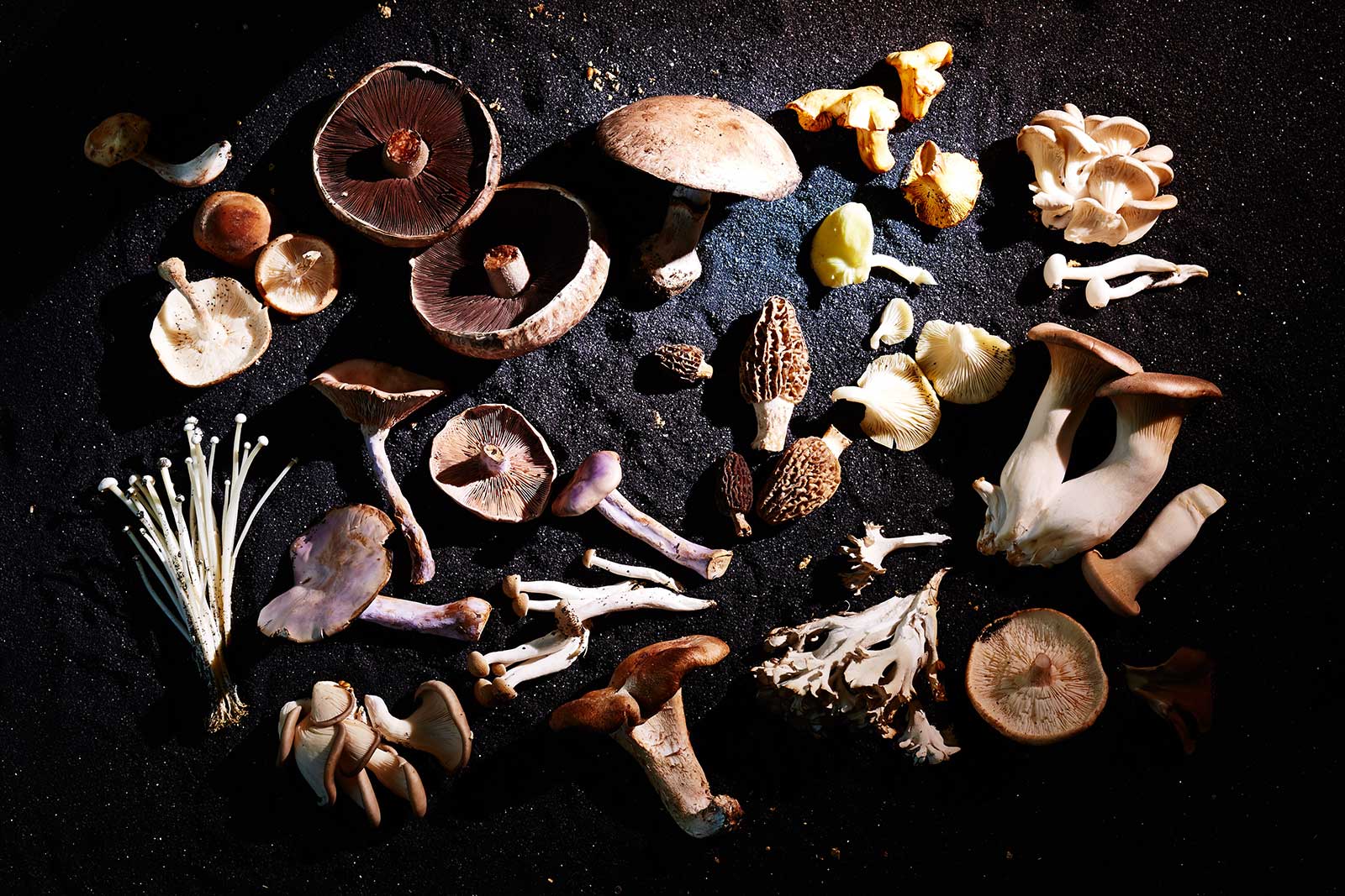 List of Mushroom Adaptogens and Benefits